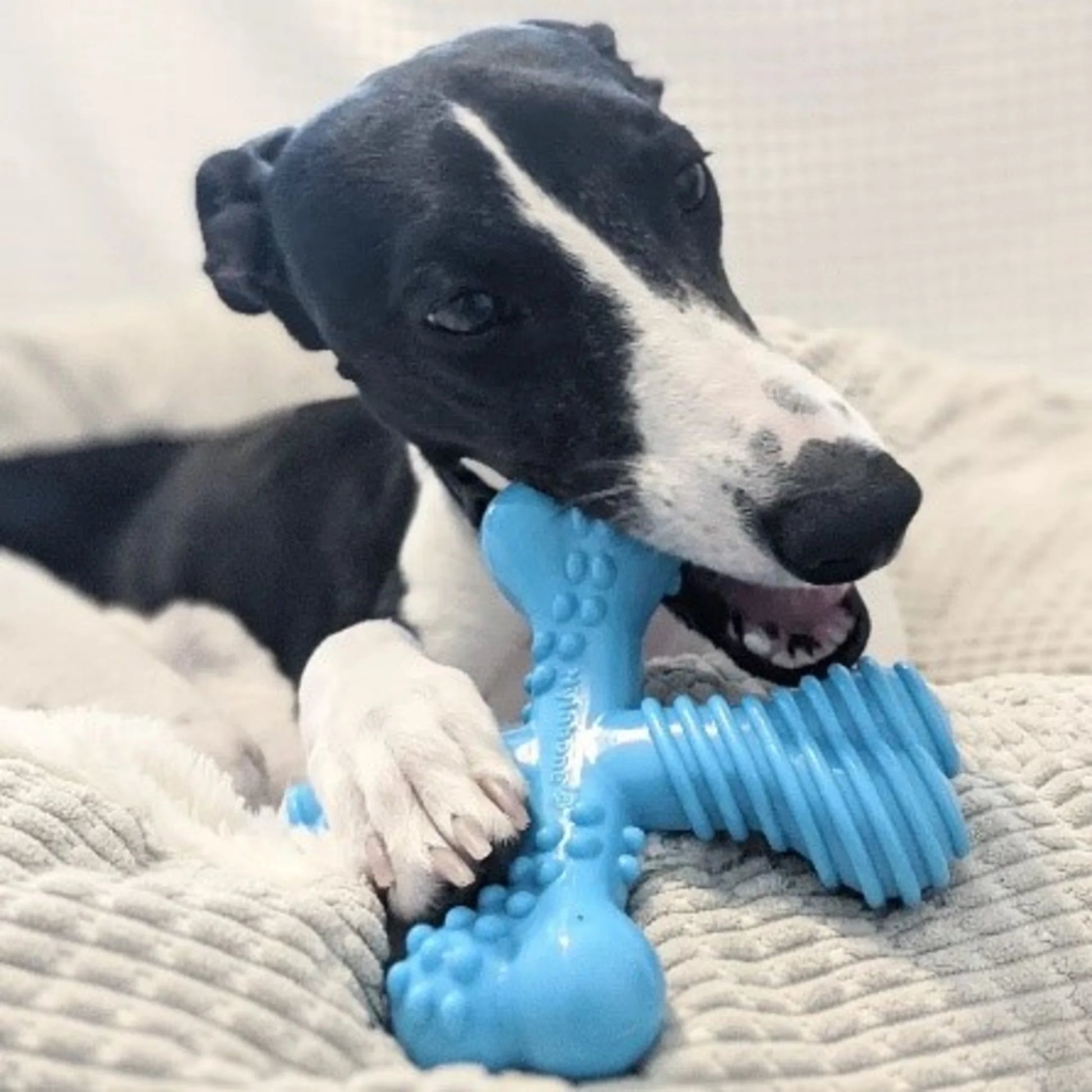 Power Chew Dura Chew X Bone Dog Chew Toy, Beef
